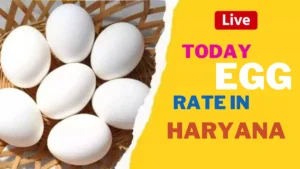 Today Egg Rate in Haryana