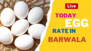Barwala egg Rate Today