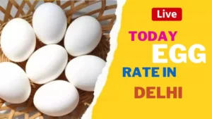 Today egg rate in Delhi